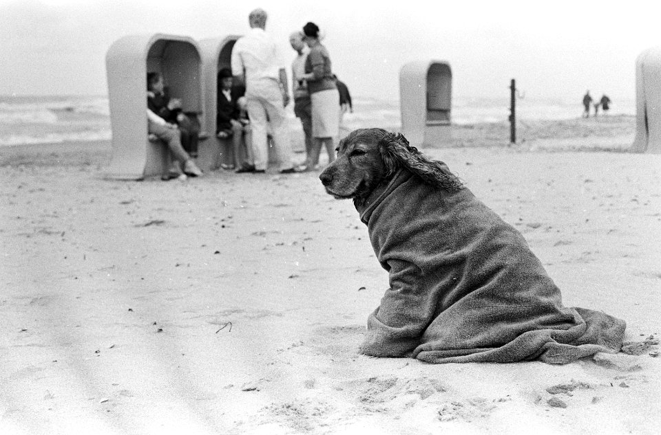 Zomer ten einde. Hond in badlaken op het strand, Bestanddeelnr 920-6025