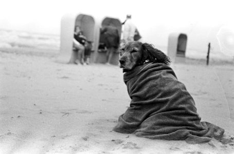 Zomer ten einde. Hond in badlaken op het strand, Bestanddeelnr 920-6027
