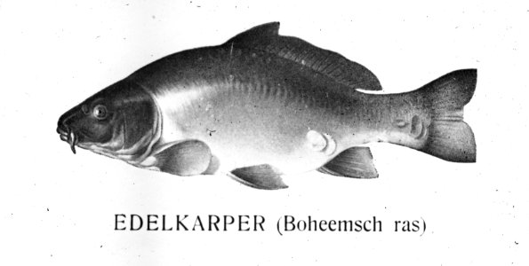 Zoetwatervisserij , boheemse karper, Bestanddeelnr 194-0936