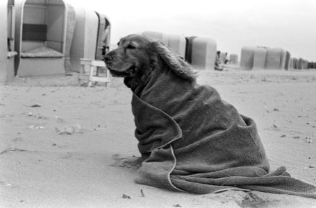 Zomer ten einde. Hond in badlaken op het strand, Bestanddeelnr 920-6026