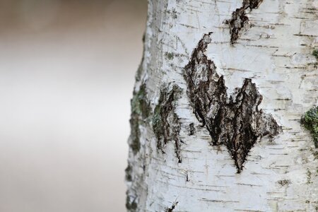 Tree forest bark