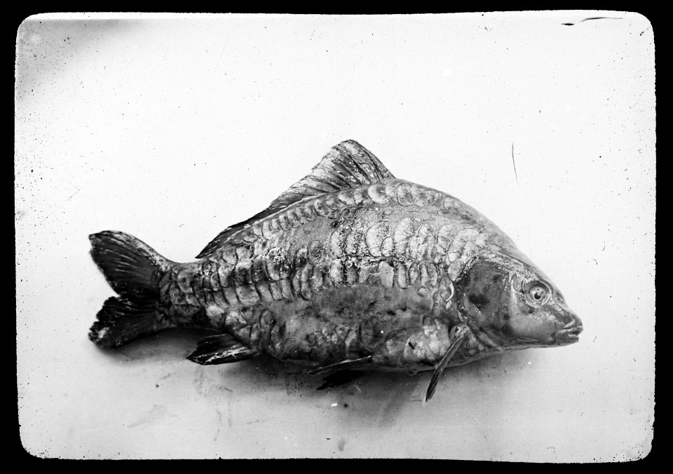 Zoetwatervisserij , aisgrunder karper, Bestanddeelnr 194-0932