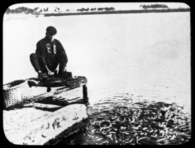 Zoetwatervisserij , Paling, Bestanddeelnr 194-1091