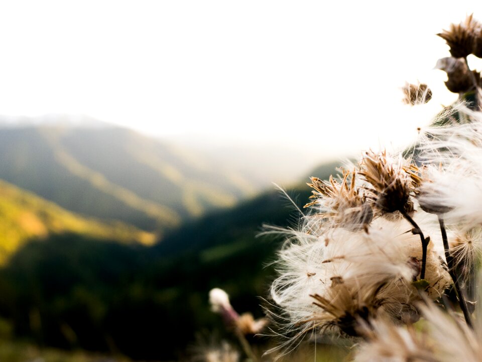 Dandelions dandelion mountains