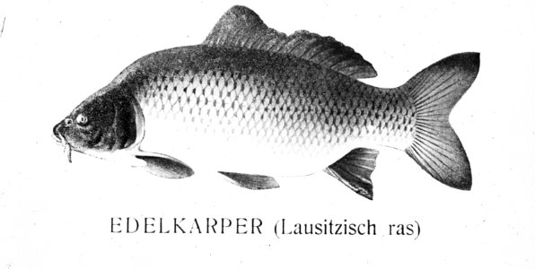 Zoetwatervisserij , lausitzische karper, Bestanddeelnr 194-0938