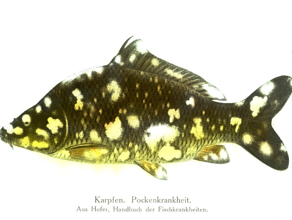 Zoetwatervisserij , karper, pokziekte, Bestanddeelnr 194-1151