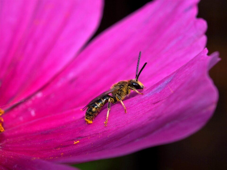 Insect nature wasp