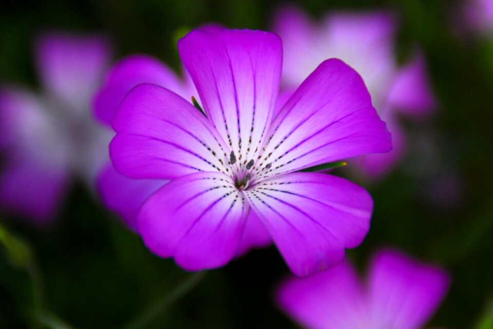 Floral nature garden