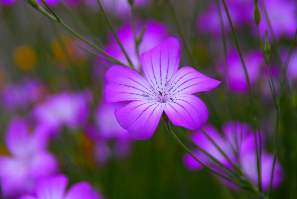 Floral nature garden