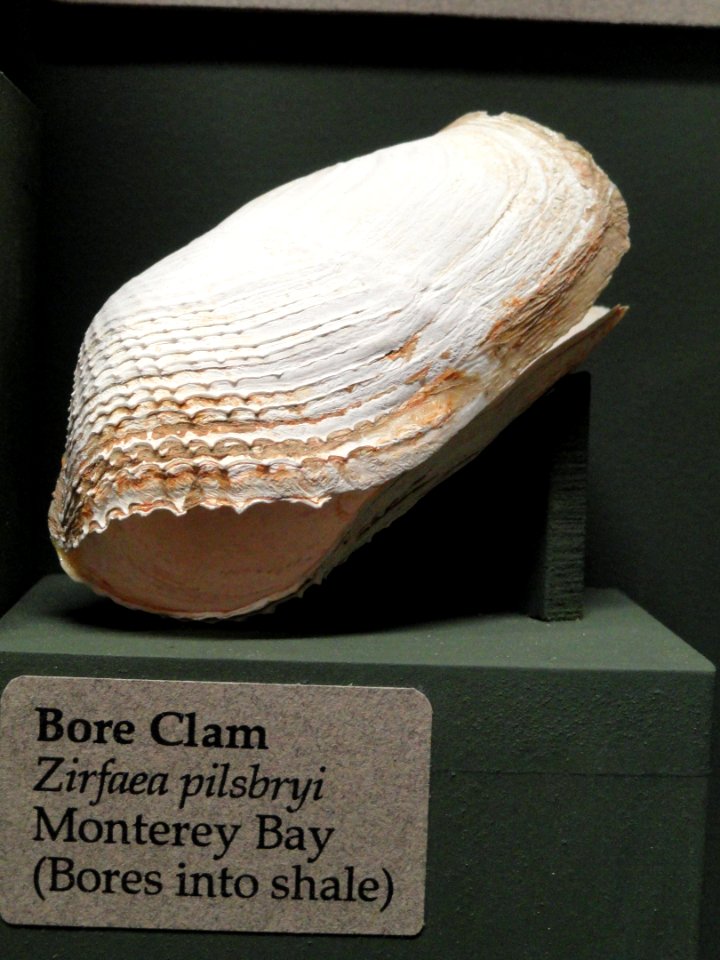 Zirfaea pilsbryi - Pacific Grove Museum of Natural History - DSC06677