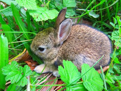 Bunny young little
