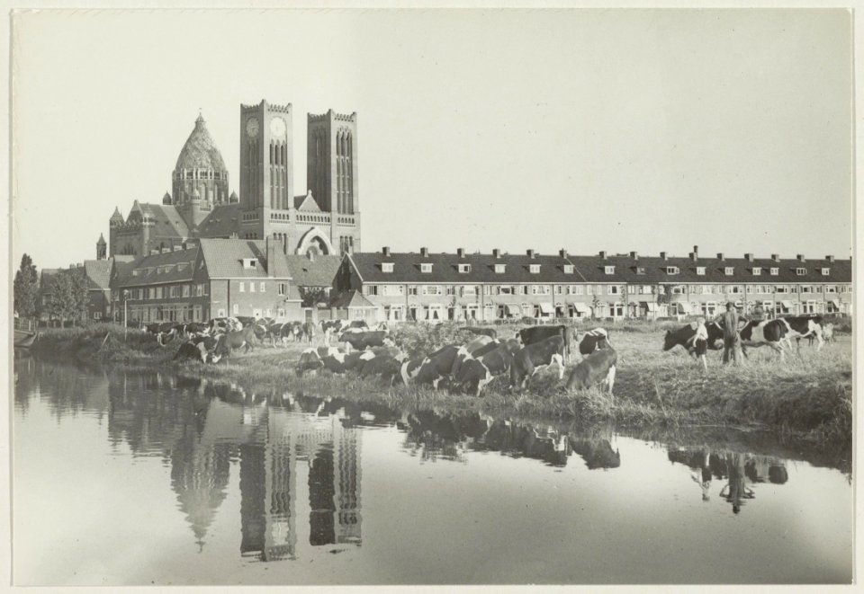 Zicht vanaf de Westergracht naar het Zuidoosten naar de Kathedraal Sint Bavo met op de voorgrond nog weiland met koeien uit de goederenwagons bestemd voor het slachthuis. NL-HlmNHA 54010733