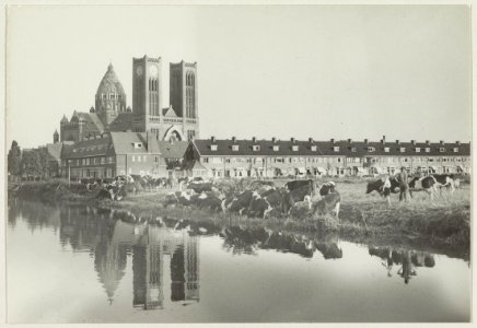 Zicht vanaf de Westergracht naar het Zuidoosten naar de Kathedraal Sint Bavo met op de voorgrond nog weiland met koeien uit de goederenwagons bestemd voor het slachthuis. NL-HlmNHA 54010733