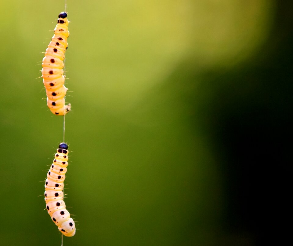 Caterpillar animal nature