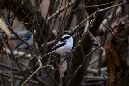 Twigs bird wild birds