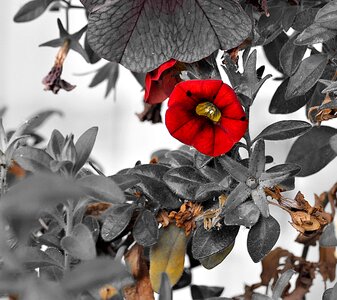Ornamental plant zauberglockchen balcony plant
