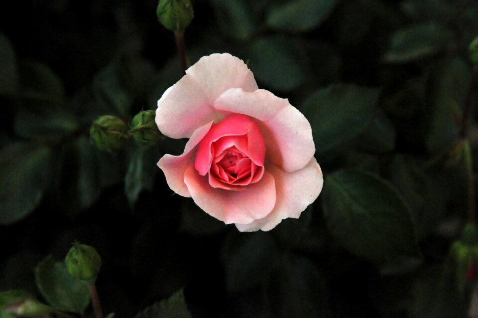 Nature blossom bloom