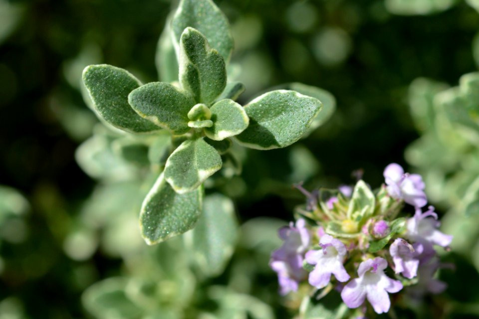 Zitronenthymian 2018-06-30 002