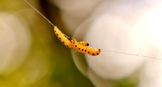 Caterpillar animal nature photo