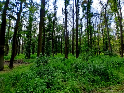 Ziegelrodaer Forst (1)