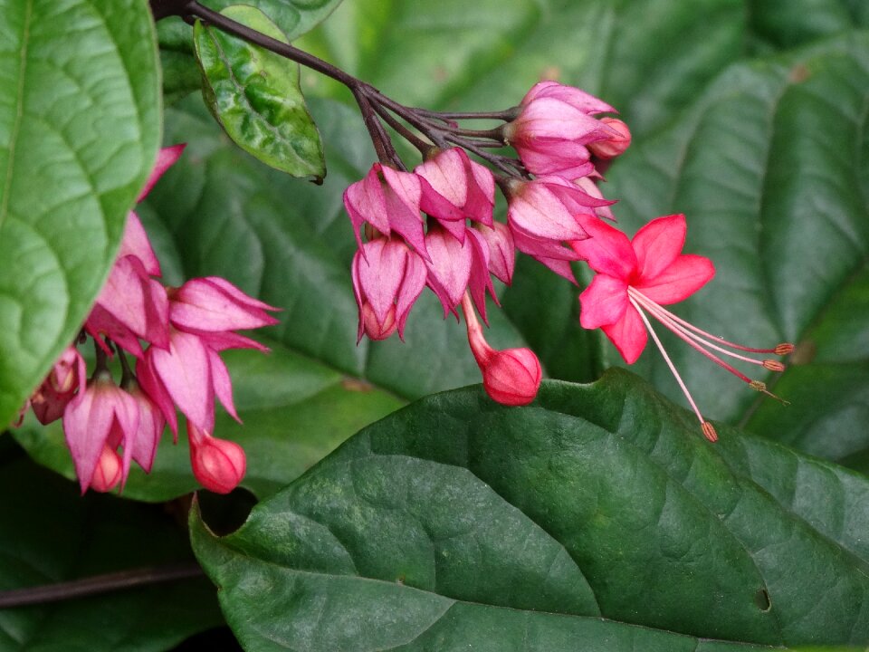 Leaf flowers pink flower