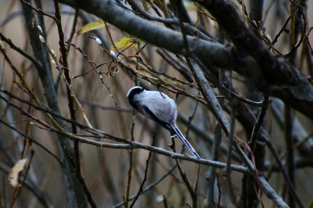 Twigs dangling 木芽
