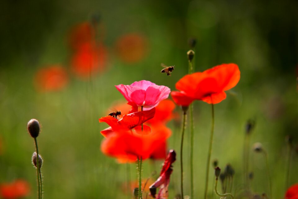 Summer papaverales poppy