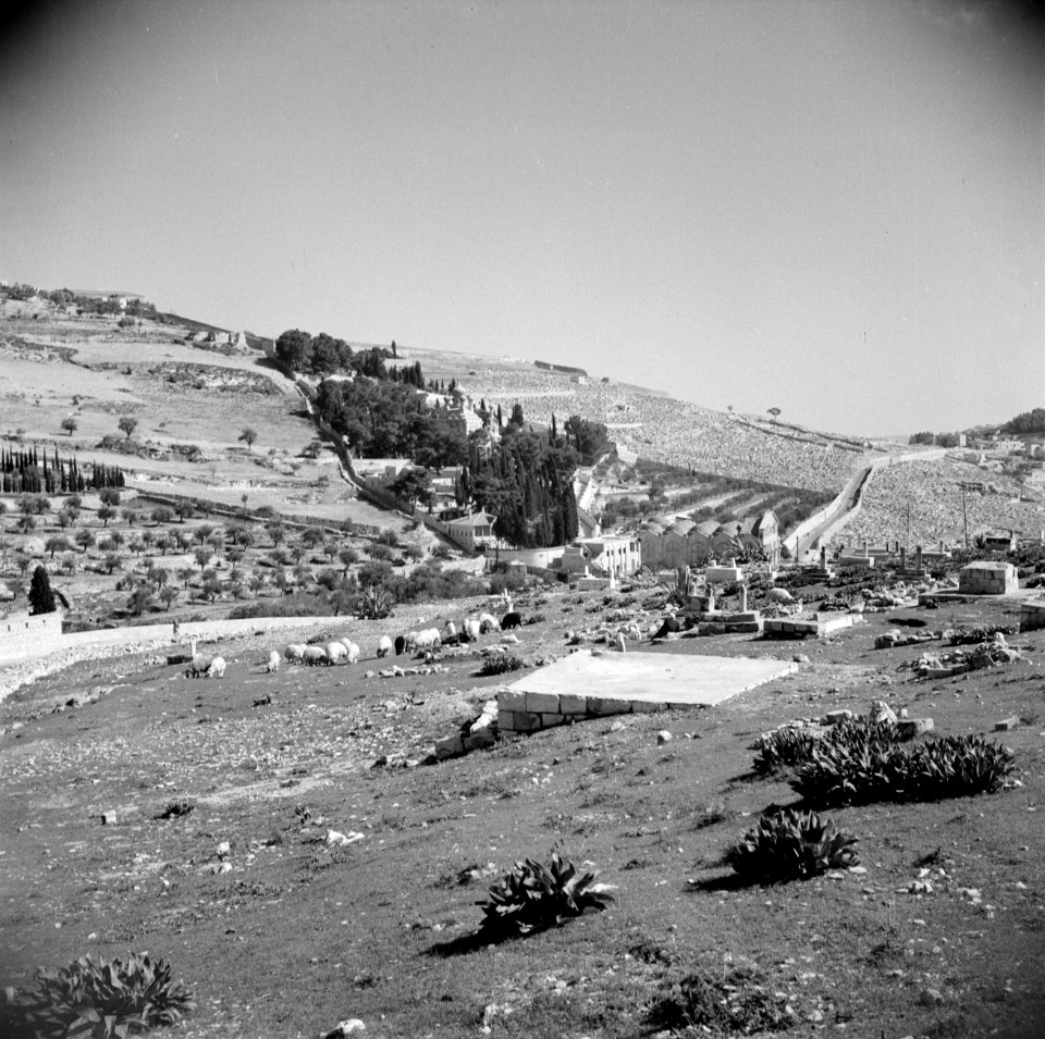 Zicht op Mount Scopus. Schapen op een begraafplaats, Bestanddeelnr 255-5148