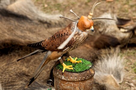 Manual falcon kestrel