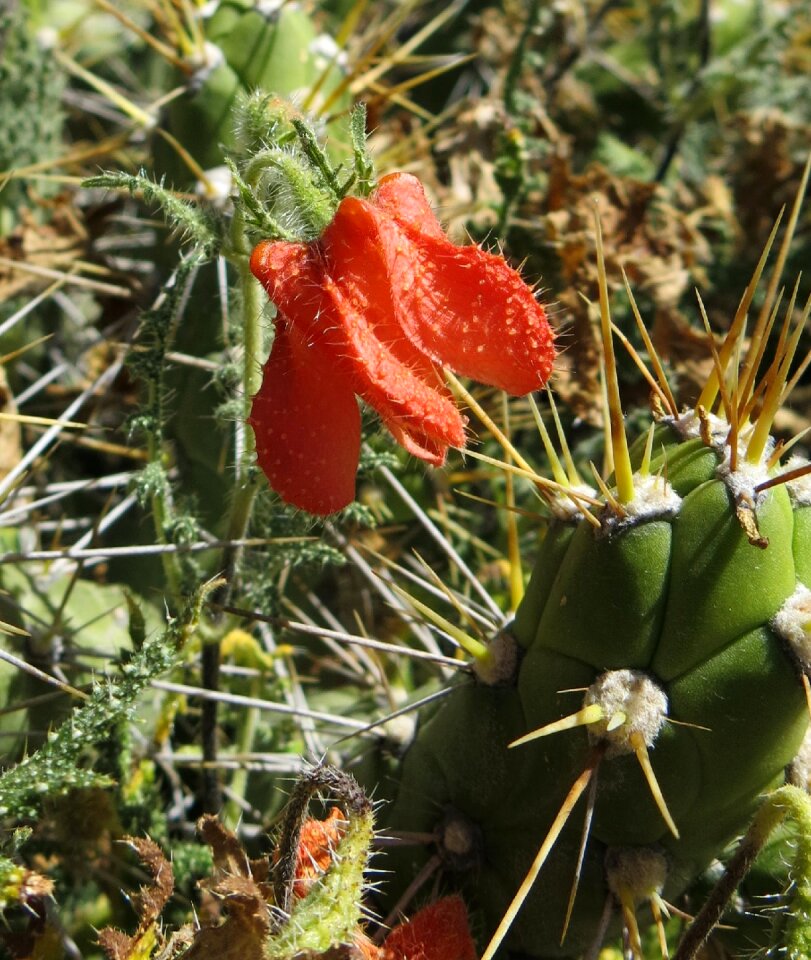 Bell flower pink andes colca canyon