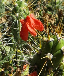Bell flower pink andes colca canyon