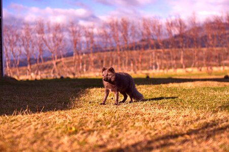 Nature dog puppy