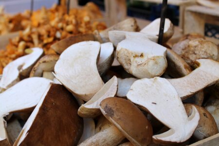 Mushrooms porcini mushrooms market