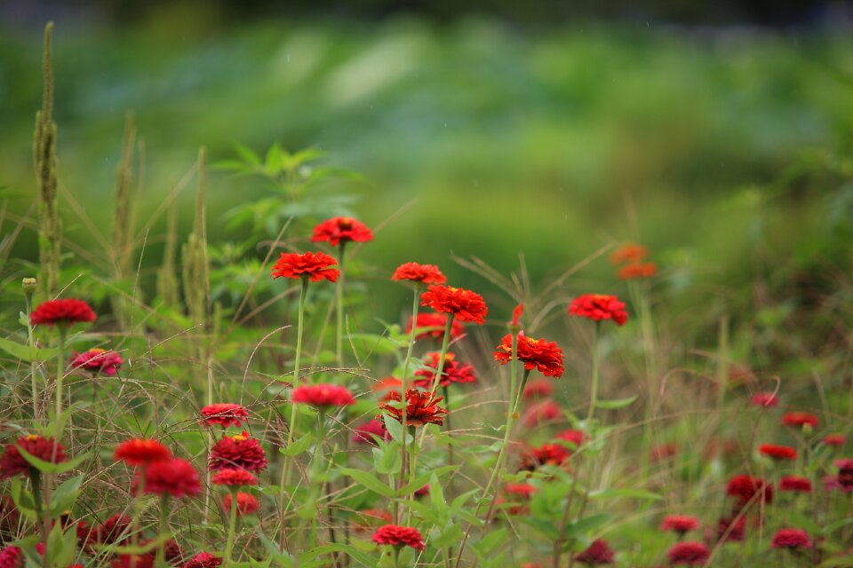 Grass outdoors autumn