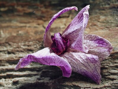 Orchid withered macro
