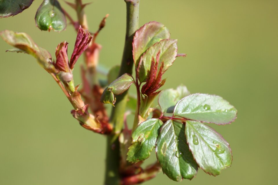 Flora outdoors growth
