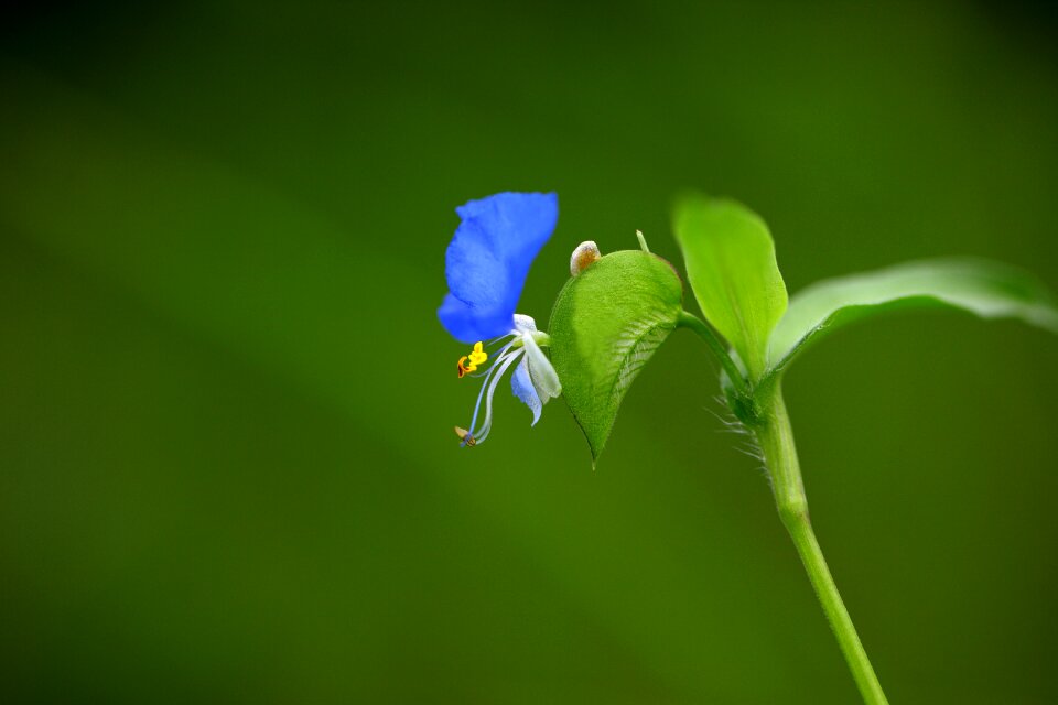 Plants outdoors wildflower