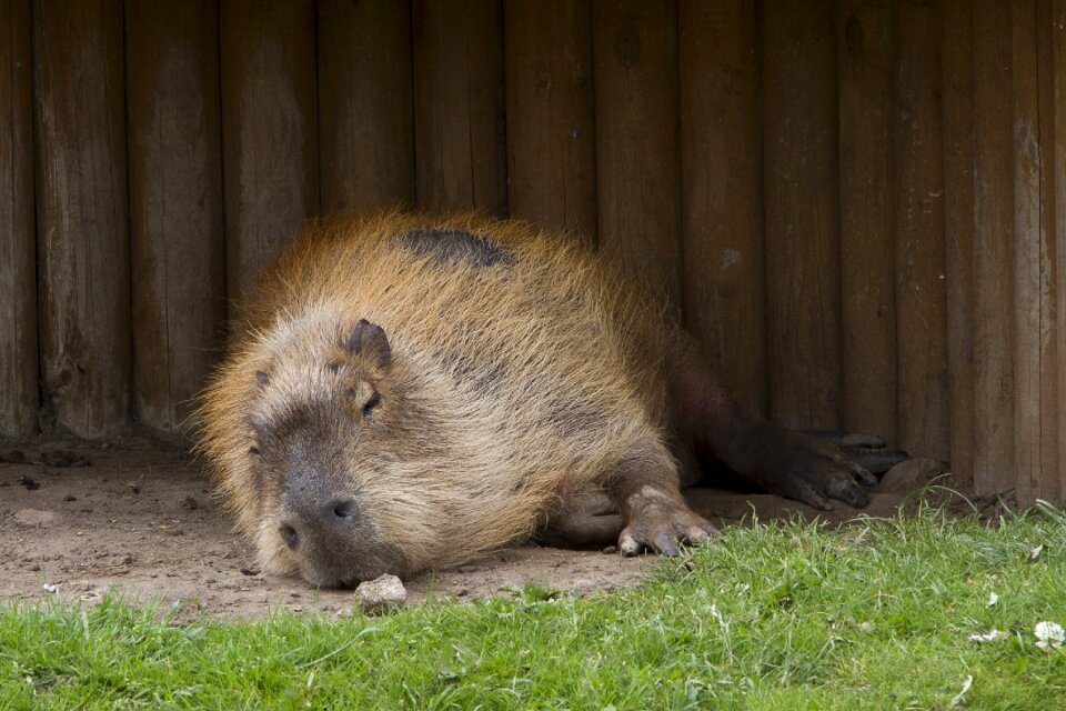 Mammal herbivore wild