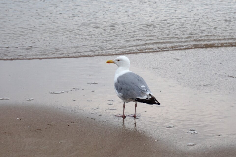 Lake seagull beach