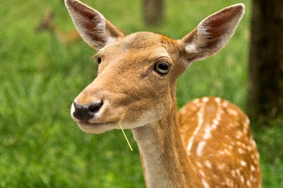 Grass hirsch roe deer photo