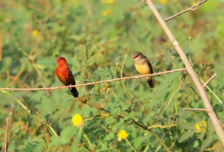 Nature color wild photo