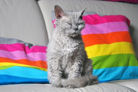 Domestic cat pet animal