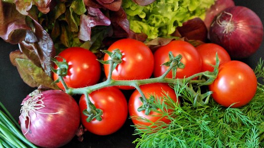 Dill red onion lollo rosso