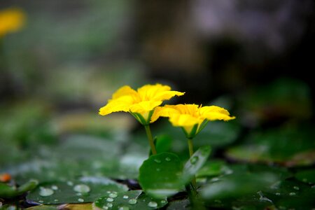 Leaf outdoors wild
