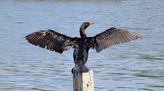 Cormorant black nature photo