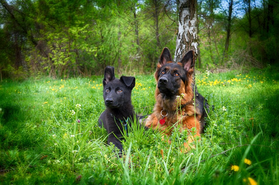 Dog zvierata german ovciak
