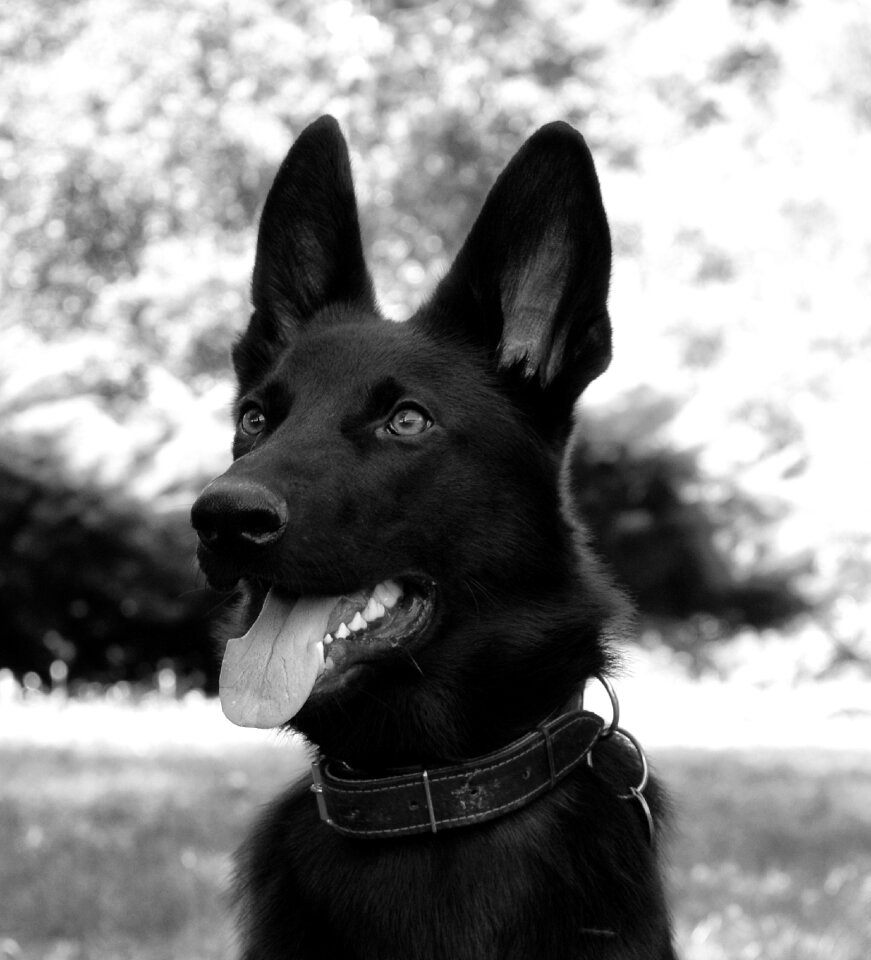 Dog zvierata german ovciak