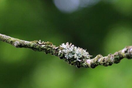 Nature moss tree photo