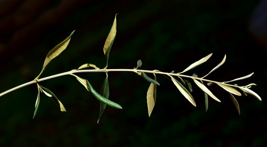 Leaves olive leaves green