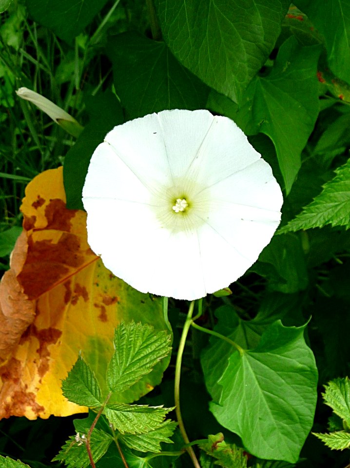 Zaunwinde Zwiesel